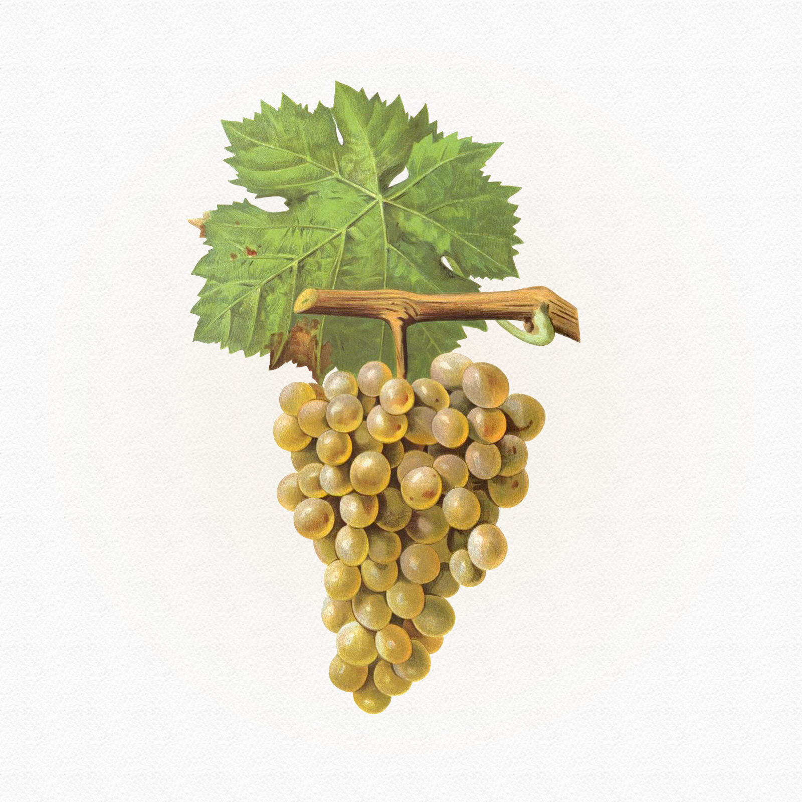 Jeantet Laurent - Vermentino