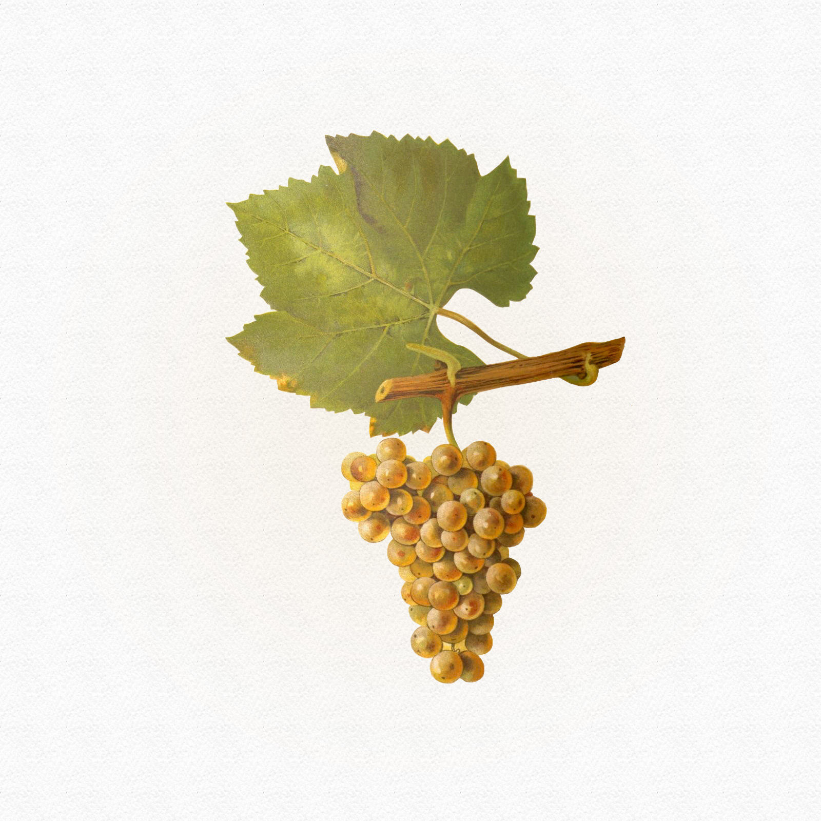 Jeantet Laurent - Chardonnay